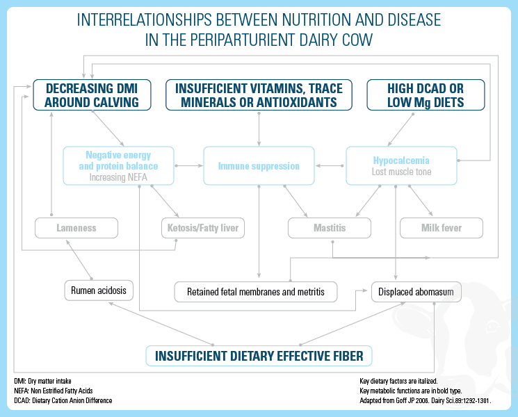 Nutrition and Disease Interrelationships in Dairy Cows