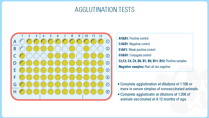 agglutination tests