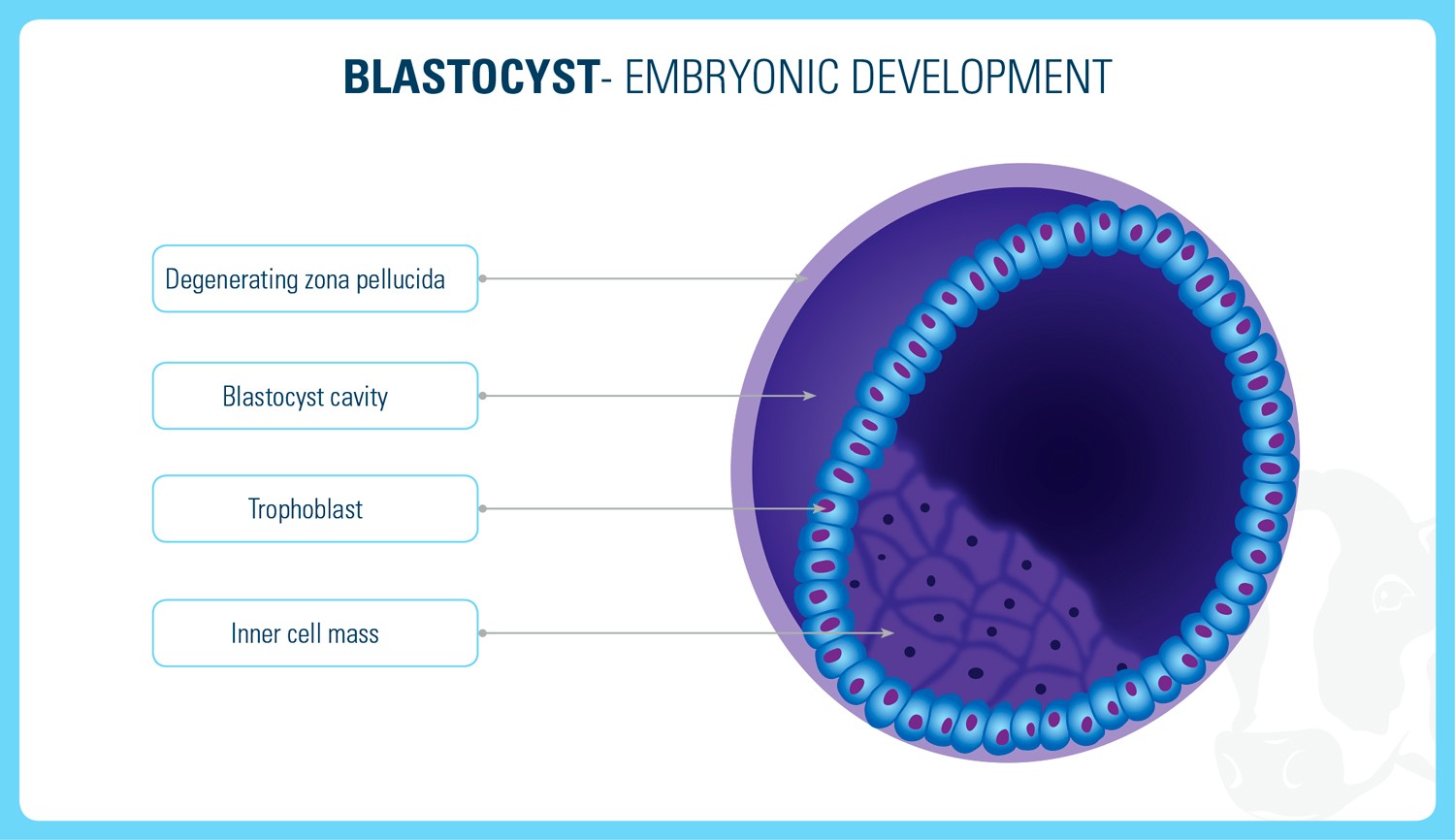 blastocyst - embryonic development
