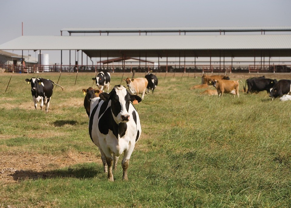 IBR in Cattle