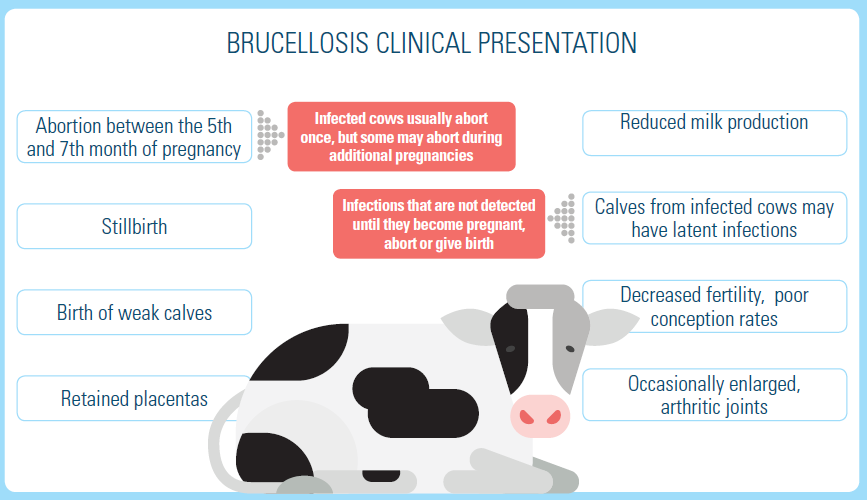 brucellosis