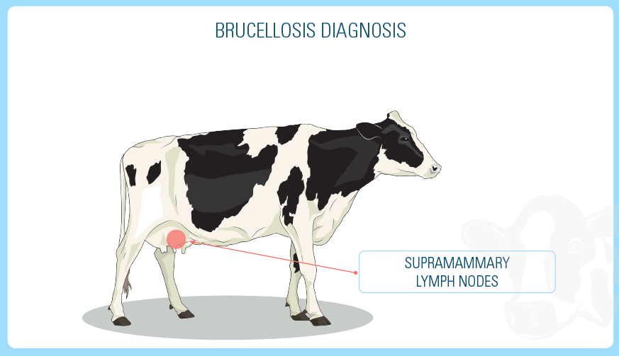 Merck Brucellosis