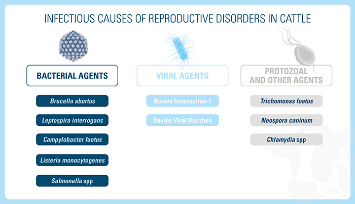 Infectious Causes of Reproductive Disorders in Cattle