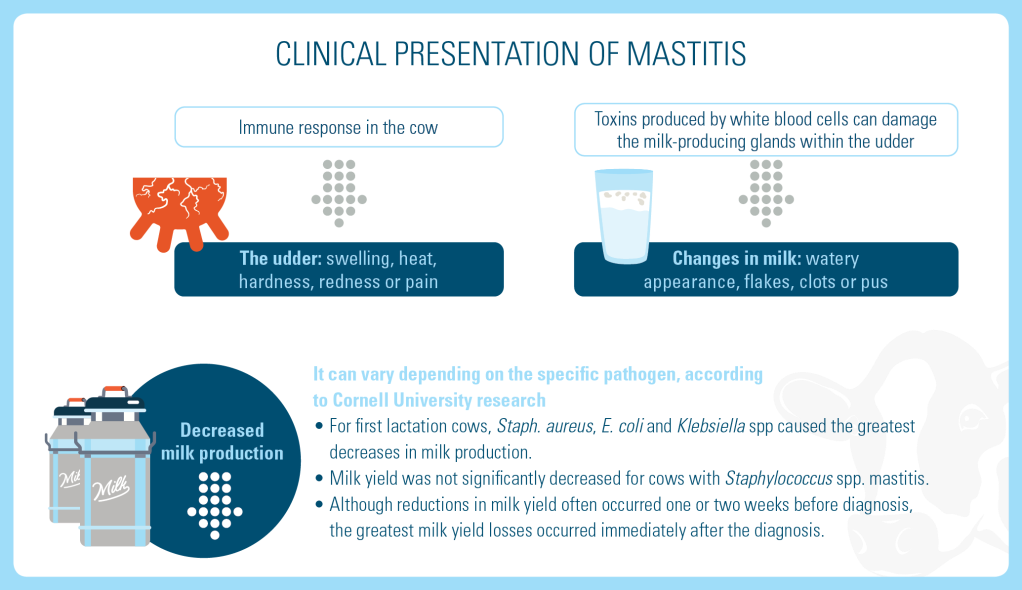 Clinical Presentation of Mastitis in Cows