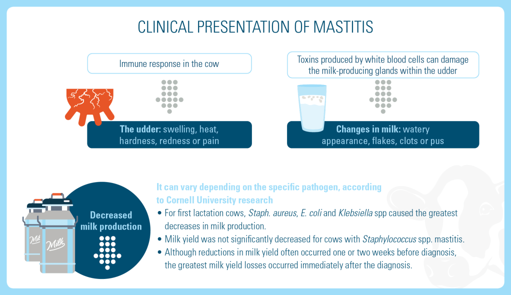 Clinical Presentation of Mastitis in Cows