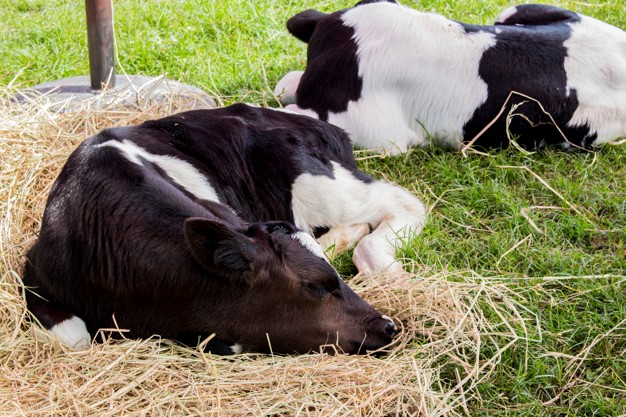 Cow laying down