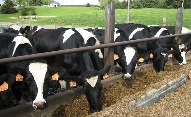 cows grazing