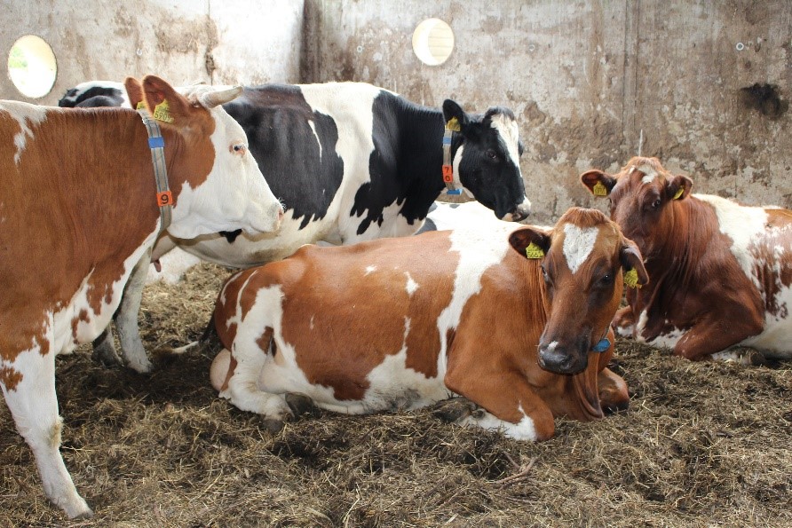 cows laying down