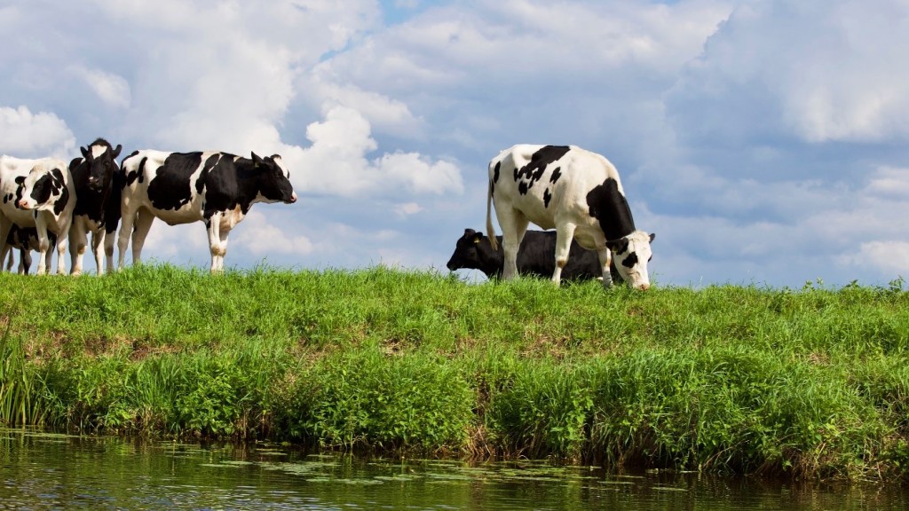 cows / stream