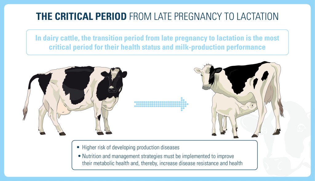 The critical period from late pregnancy to lactation