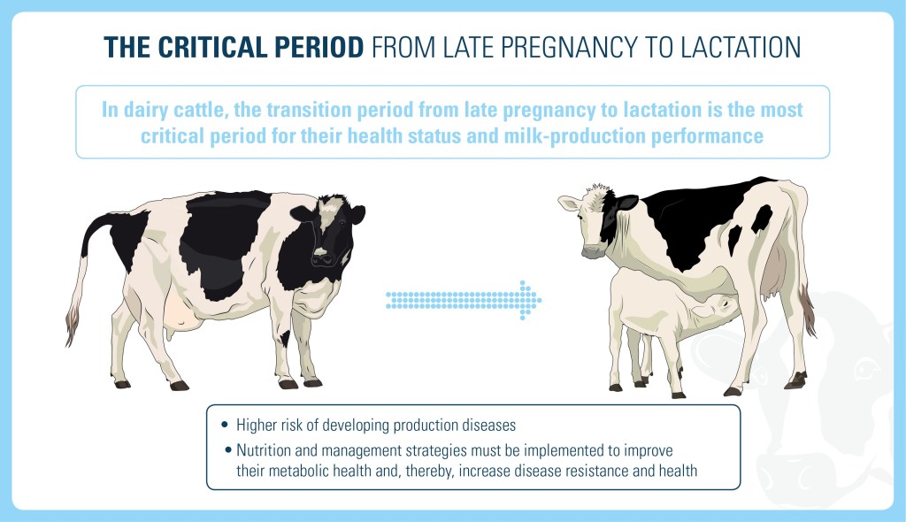 Dairy Cow Nutrition dairy-cow-nutrition