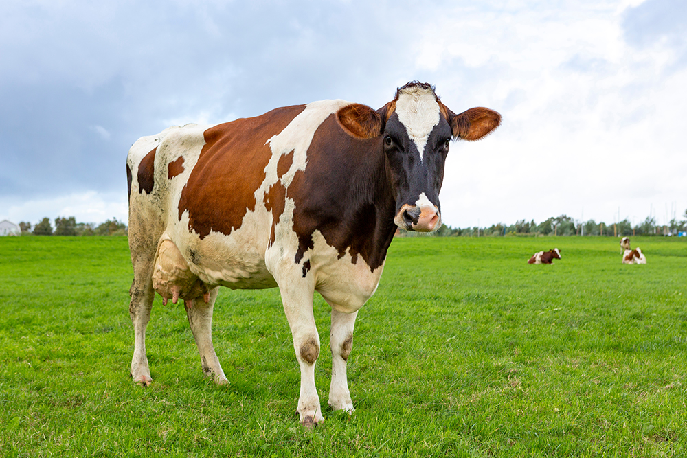 Merck | Reasons for Culling Dairy Cows