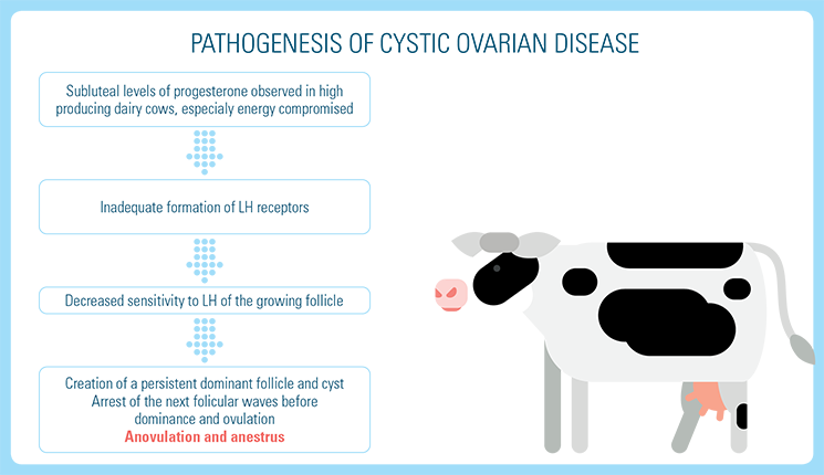 Pathogenesis of COD in Cattle