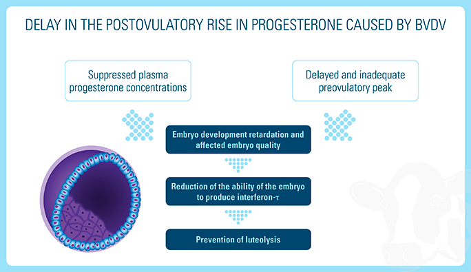 Delay in the postovulatory rise in progesterone caused by bvdv