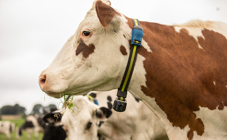 Heat Detection Cow