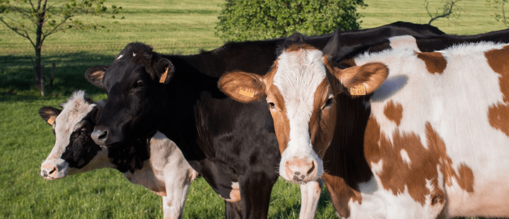 diagnosing cow abortions