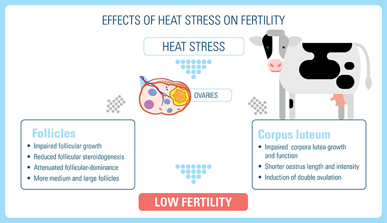 Effects of heat stress on fertility