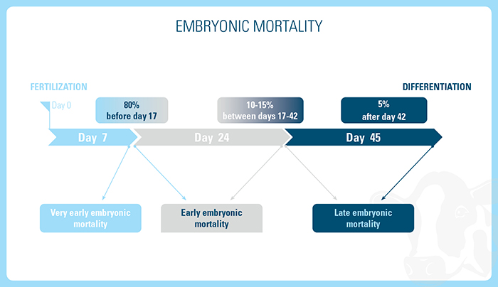 Frequency of Embryonic Mortality at Different Stages of Cattle Pregnancy