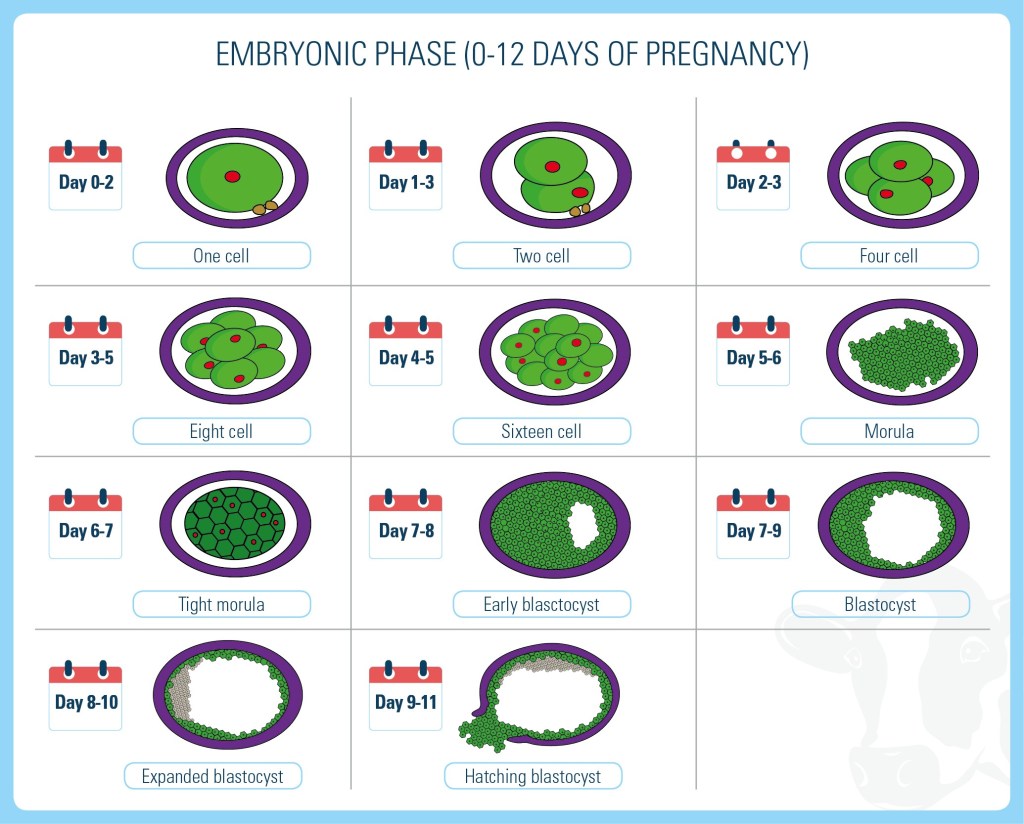 embryonic phase 0-12 days of pregnancy