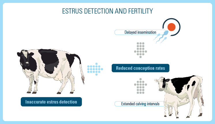 oestrus detection and fertility