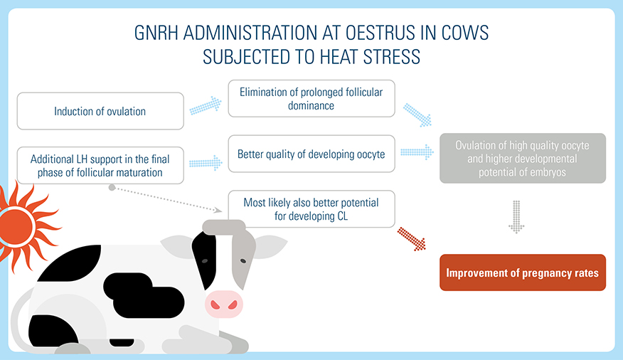GnRH Administration at Estrus in Cows Subjected to Heat Stress