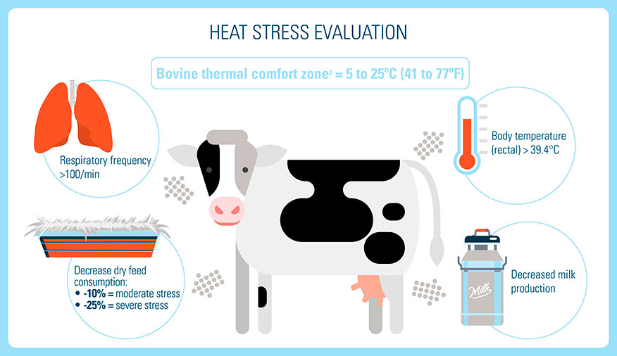 Heat Stress In Dairy Cows