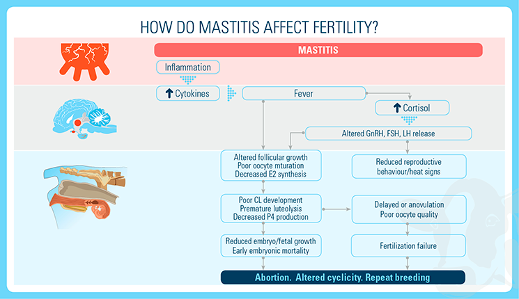 How Do Mastitis Affect Fertility
