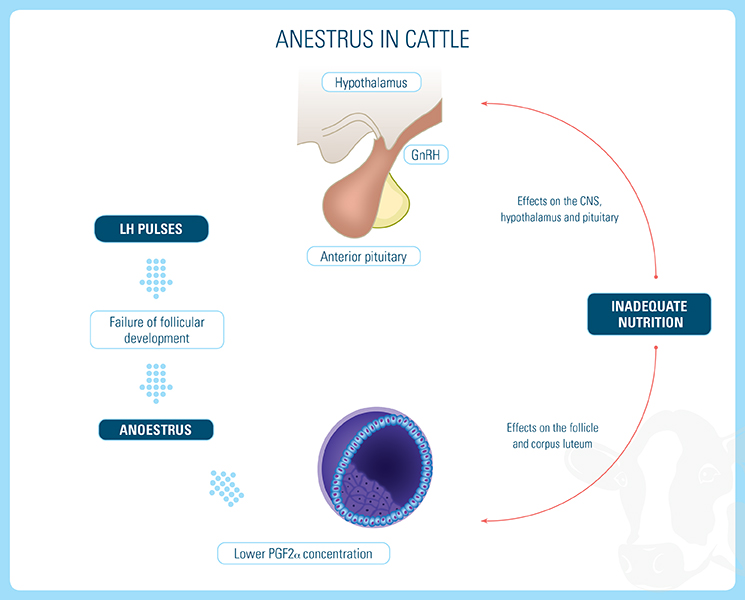 Pathways from Inadequate Nutrition to anestrus