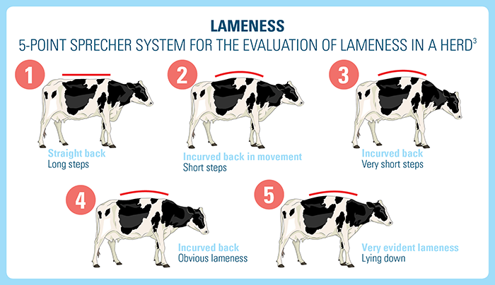 Lameness 5 Point Sprecher System for the Evaluation of Lameness in a Herd