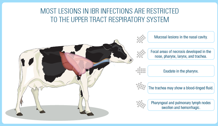 most lesions in ibr infections are restricted to the upper tract respiratory system