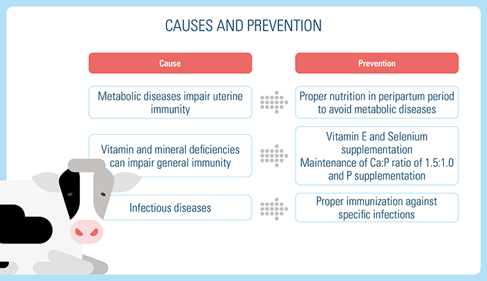 Prevention of Retained Placenta in Cows Post Calving