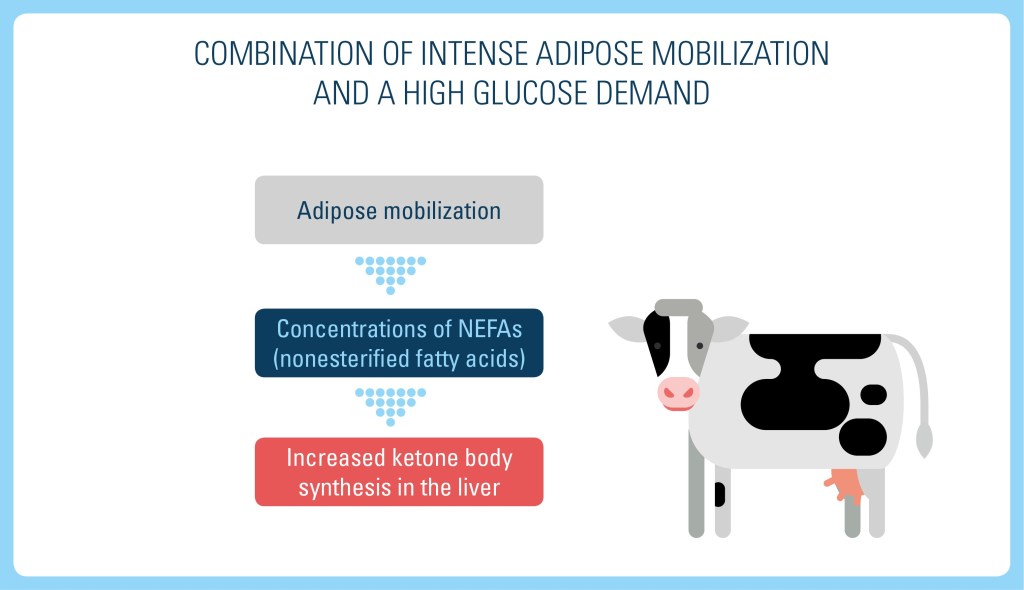 Combination of intense adipose mobilization and a high glucose demand