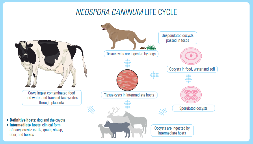 neospora caninum life cycle