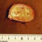 Ovary in anestrus (no follicles visible)