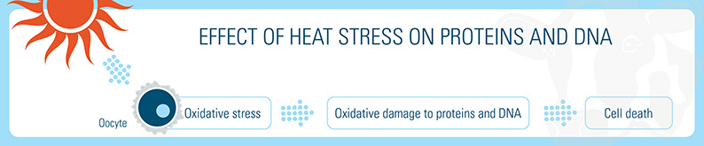 Oxidative Stress