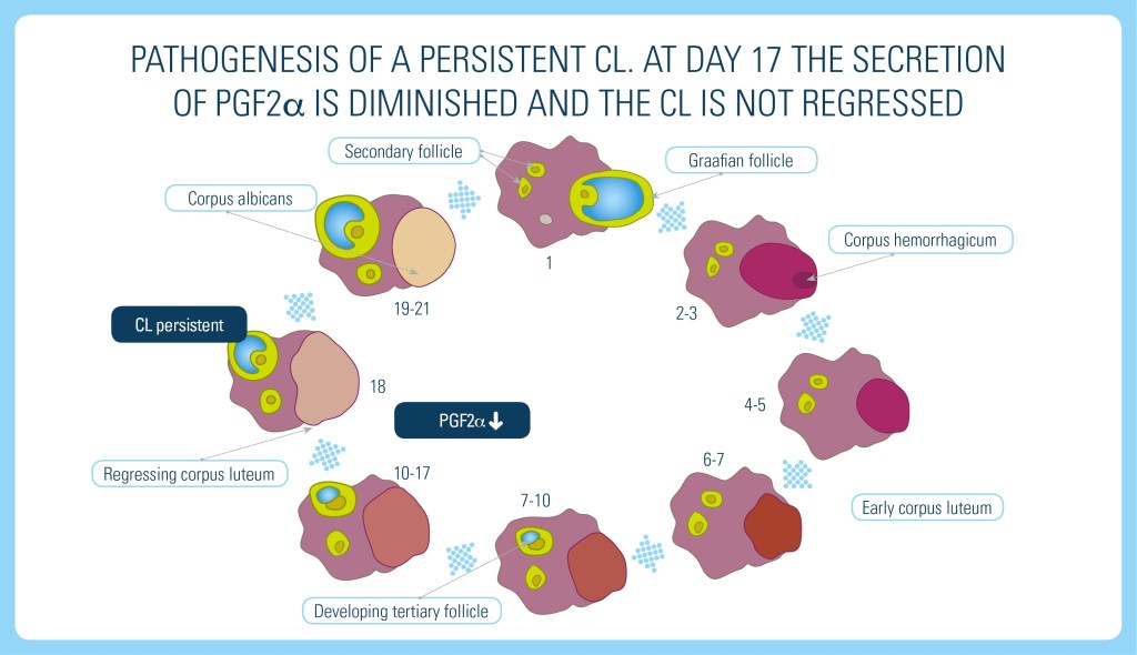 Pathogenesis of a Persistent CL