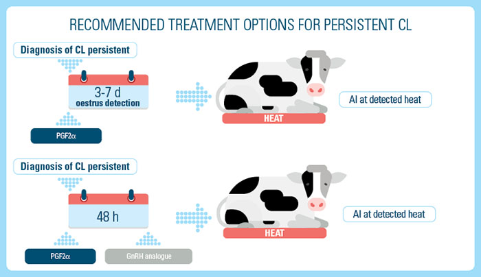 Pathogenesis of a Persistent CL