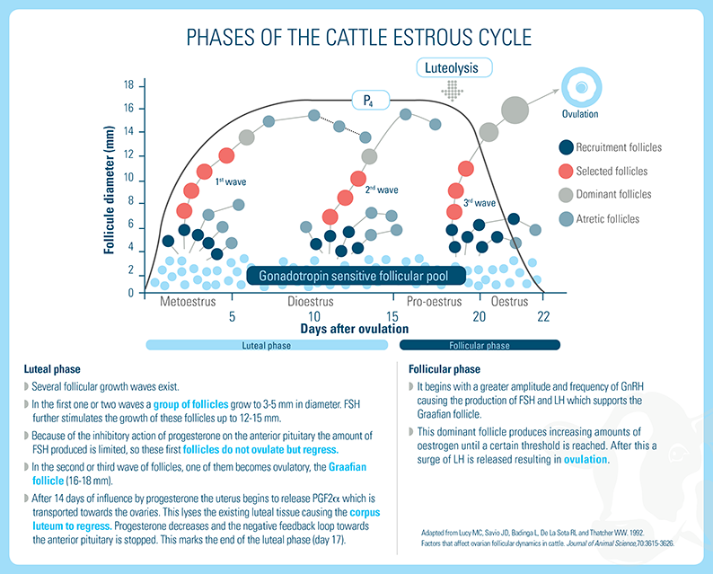 Follicular development and size during the bovine oestrus cycle