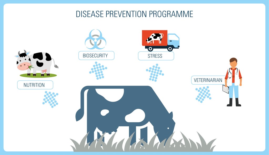 disease prevention programme