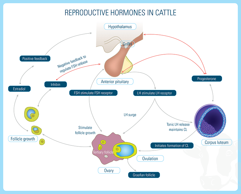 Hormone Activity in Female Cattle