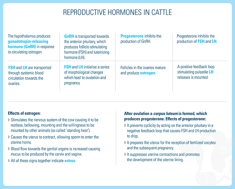 Hormone Activity in Female Cattle