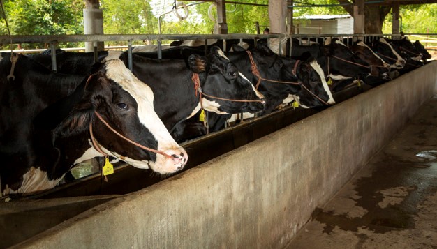 Row of cows