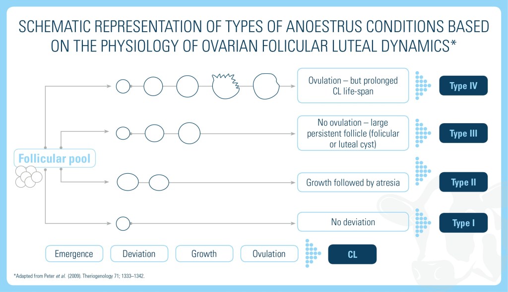 Types of anestrus Based on Physiology of Ovarian Follicular Luteal Dynamics