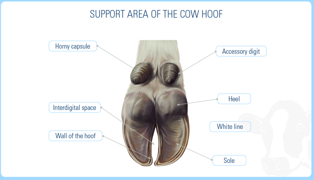 Support Area of the Cow Hoof