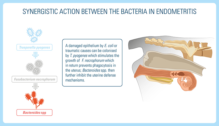 synergistic action between the bacteria in endometritis