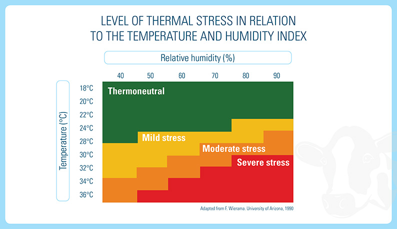 Thermal Stress In Cows
