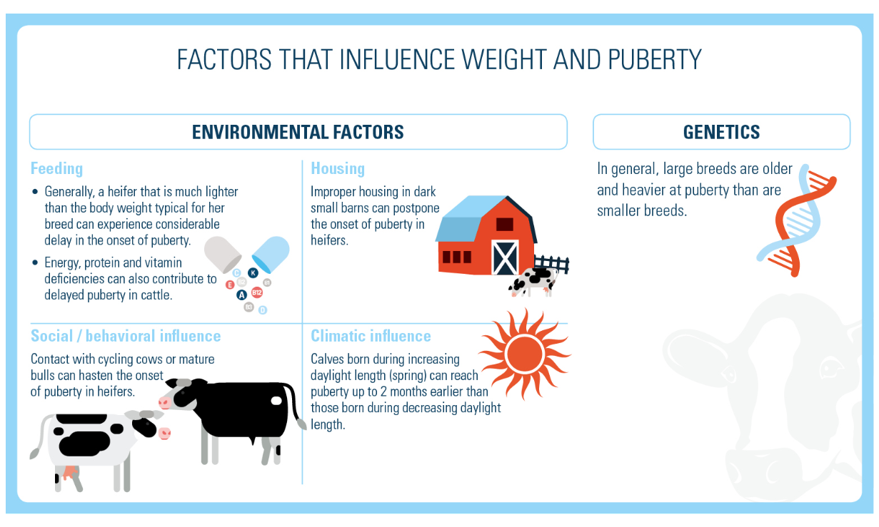 factors that influence weight and puberty