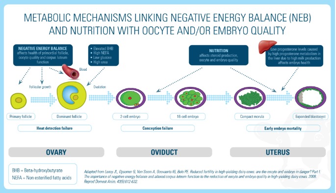 Nutrition NEB