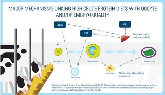 nutrition high protein