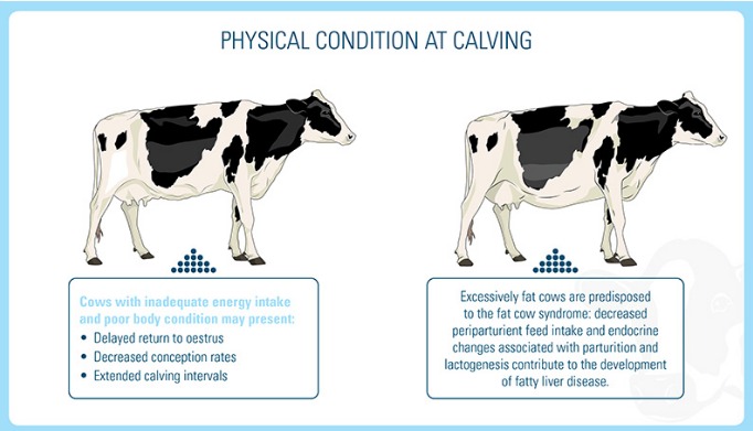 Physical Condition at calving